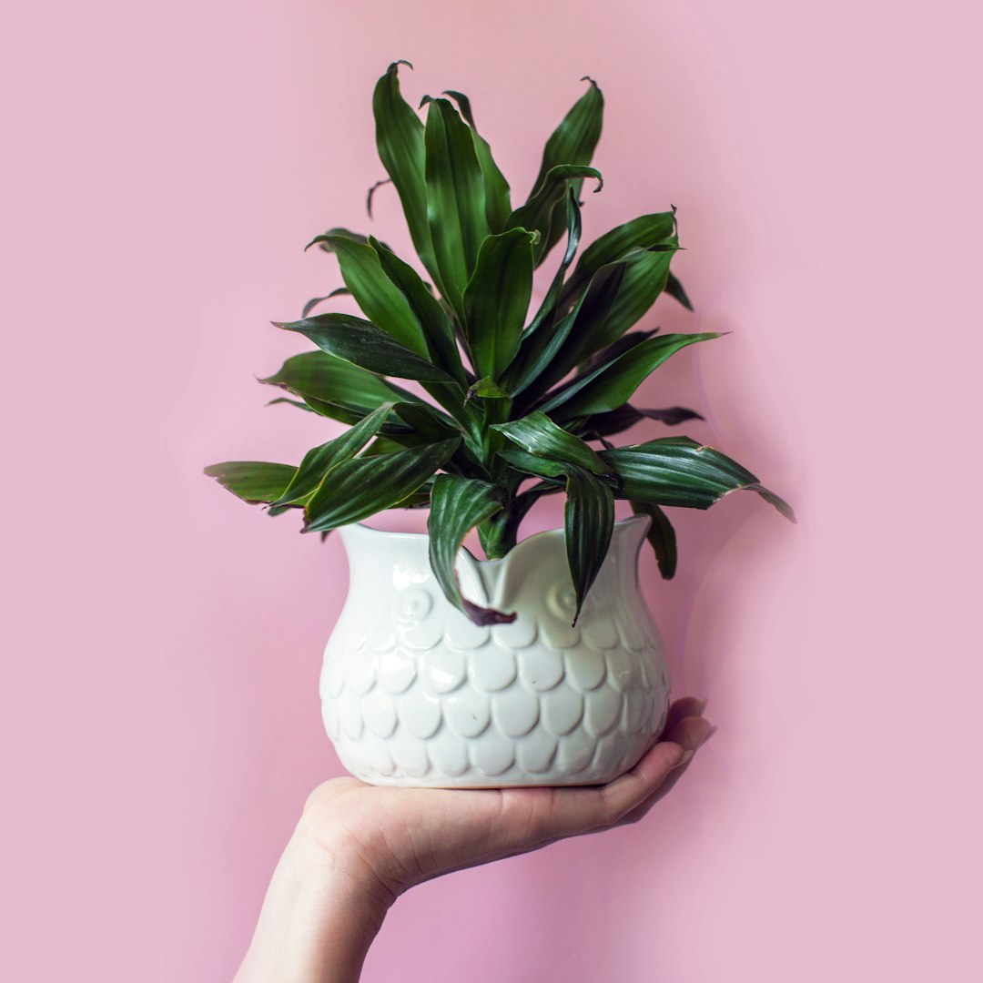 Decorative Plant